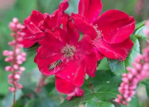 Outdoor color flower top view macro of a young wide open blooming red rose blossom