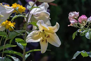 Outdoor floral bright colorful macro of a single isolated sunlit white yellow lily blossom on natural blurred colorful