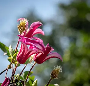 Outdoor floral color macro of a bunch of sunlit pink white clematis blossoms on natural blurred green background on a