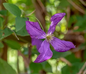 Outdoor floral color macro of a dark violet clematis blossom on natural blurred background on a sunny summer day