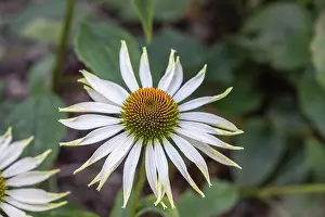 Depth Of Field Prints: Outdoor floral color macro pf a wide open single isolated white coneflower / echinacea blossom on natural green blurred