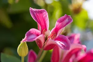 Outdoor floral color macro of a single isolated sunlit pink white clematis blossom