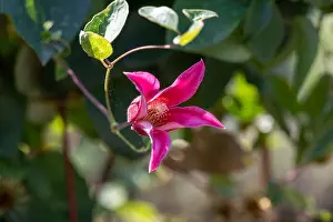 Outdoor floral color macro of a single isolated sunlit pink white clematis blossom on natural blurred green background