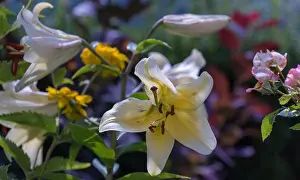 Flower Fresh Prints: Outdoor floral color macro of a single isolated sunlit white lily blossom with rain drops on the petals