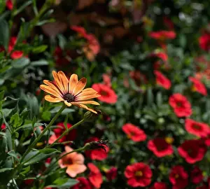 Marguerite Prints: Outdoor floral colorful image of violet orange cape/african daisy blossoms in a bouquet with painted