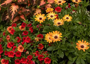 Outdoor floral colorful macro of violet orange cape/african daisy blossoms in a bouquet with painted