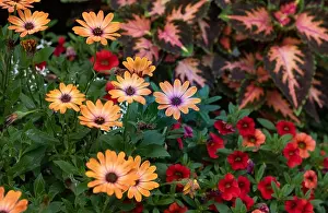Outdoor floral colorful macro of violet orange cape/african daisy blossoms in a bouquet with painted