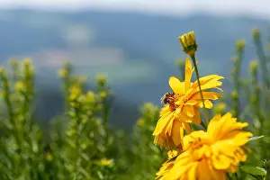 Sunflower Heliopsis Prints: Outdoor floral macro of yellow blooming false sunflower/heliopsis sunflowers with a bee on blurred rural landscape