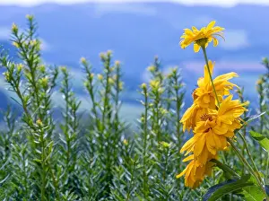 Sunflower Heliopsis Prints: Outdoor floral macro of yellow blooming false sunflower/heliopsis sunflowers a on blurred rural landscape background