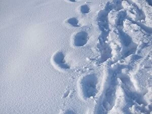 January Collection: Outdoor footprints on white snow in winter season. Footprints on mountain hike path track