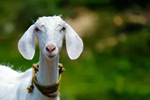 Farm Animals Prints: Outdoor goat farm in village