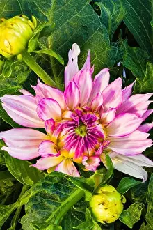 Dahlia Prints: Outdoor natural color portrait of a blooming pink dahlia blossom in sunlight on green background with buds