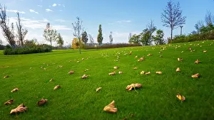 Green Growth Prints: Outdoor photo grass and trees in the park with good lights