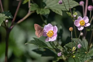 Meadow Brown Butterfly Prints: Outdoor summer / spring color image of a single meadow brown butterfly sitting on a pink anemone blossom on a sunny