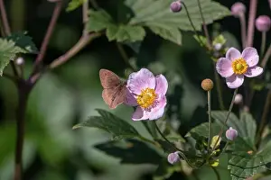 Meadow Brown Butterfly Prints: Outdoor summer / spring color image of a single meadow brown butterfly sitting on a pink anemone blossom