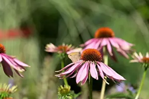 Butterfly Flower Prints: Outdoor summer / spring color image of a single meadow brown butterfly sitting on a purple echinacea/coneflower blossom