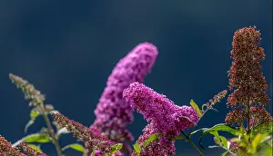 Outdoor summer / spring color macro of a a dark pink lilac blossom