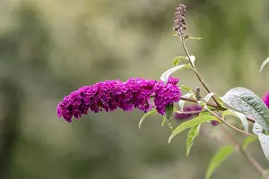 Dark Pink Prints: Outdoor summer / spring color macro of a a purple lilac blossom