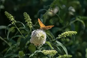 Wildlife Garden Prints: Outdoor summer / spring color macro of a single Quail Wheat Fritillary butterfly sitting on a white lilac blossom