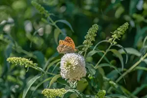 Wildlife Garden Prints: Outdoor summer / spring color macro of a single Quail Wheat Fritillary butterfly sitting on a white lilac blossom