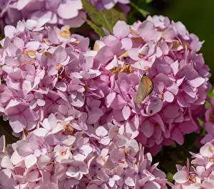 Outdoor summer/spring pastel color portrait of a single Meadow Brown butterfly on a pink hydrangea/hortensia blossom