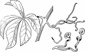 Outlines of botany for the high school laboratory and classroom (based on Gray's Lessons in botany)