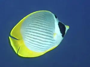 Chaetodontidae Prints: An oval Panda butterflyfish (Chaetodon adiergastos) with yellow and black colours swimming through the water