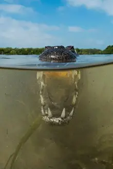 Toughness Prints: Over-under image of a saltwater crocodile (Crocodylus porosus) with mouth open