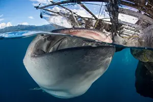 Chondrichthyes Prints: Over-under image of a whale shark (Rhincodon typus) under a bagan