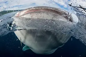 Chondrichthyes Prints: Over-under image of a whale shark (Rhincodon typus) near the surface