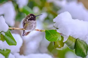 Chilly Prints: An over-wintering Anna Hummingbird (Calypte anna) perched on a tree branch covered in snow