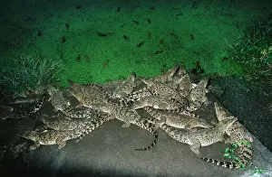 Injured Prints: overcrowded crocdiles in crocodile farm KUBA Cuba breeding breed