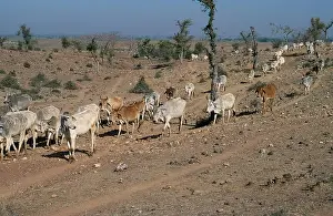 Desertification Prints: OVERGRAZING BY CATTLE Ranthambore National Park buffer zone, India