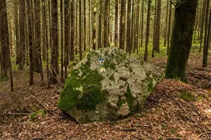 Long Distance Prints: Overgrown and faded: Nature claims back a stone with painted on hiking-trail signs