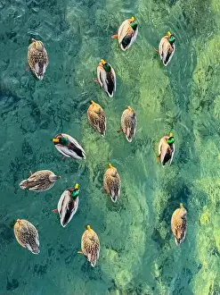 Ontario Canada Prints: Overhead view of many male and female ducks swimming in green water