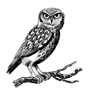 Owl bird on a tree. Ink black and white illustration