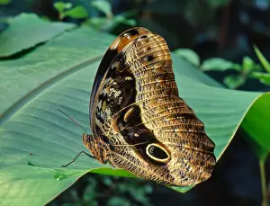 Amazon Prints: owl butterfly (Caligo beltrao) from the Brazilian Amazon rainforest displaying eye spots on wing as defence