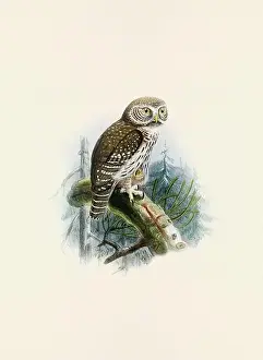 Bird Print Prints: Owl illustration. A beautiful digital artwork of classic birds