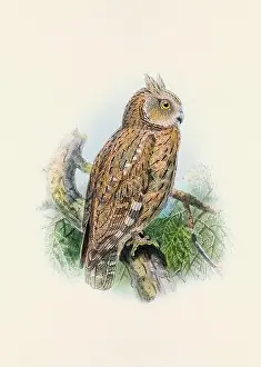 Bird Print Prints: Owl illustration. A beautiful digital artwork of classic birds