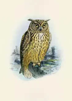 Bird Print Prints: Owl illustration. A beautiful digital artwork of classic birds