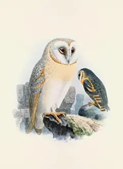 Bird Print Prints: Owl illustration. A beautiful digital artwork of classic birds