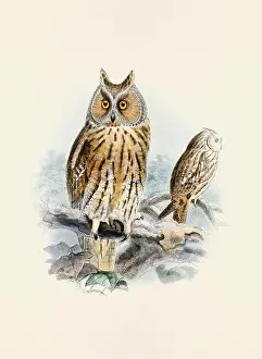 Owl illustration. A beautiful digital artwork of classic birds. Vintage-style bird illustration