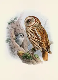 Bird Print Prints: Owl illustration. A beautiful digital artwork of classic birds