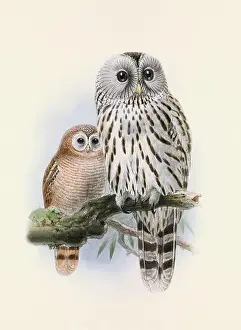 Bird Print Prints: Owl illustration. A beautiful digital artwork of classic birds
