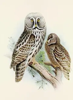 Bird Print Prints: Owl illustration. A beautiful digital artwork of classic birds