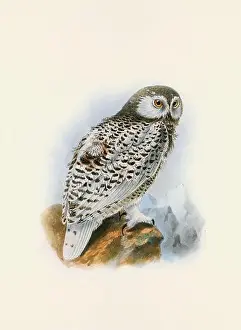 Bird Print Prints: Owl illustration. A beautiful digital artwork of classic birds