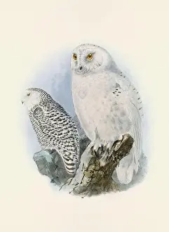 Bird Print Prints: Owl illustration. A beautiful digital artwork of classic birds