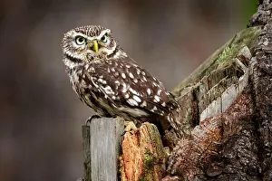 Boreal Prints: Owl sitting on the tree trunk in the forest