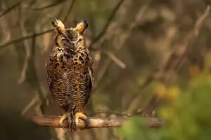 Owlet Prints: owl sleeps on a branch in a tree