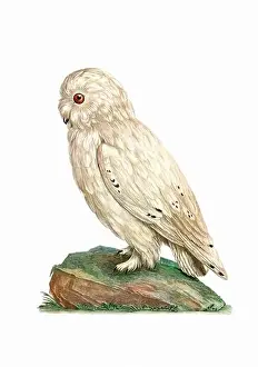 Tiny Bird Prints: Owl. Vintage inspired bird art